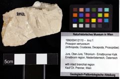 Foto (Objket + Etiketten) von Prosopon verrucosum 